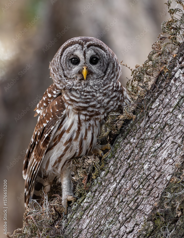 Fototapeta premium Barred owl in the Everglades, Florida 