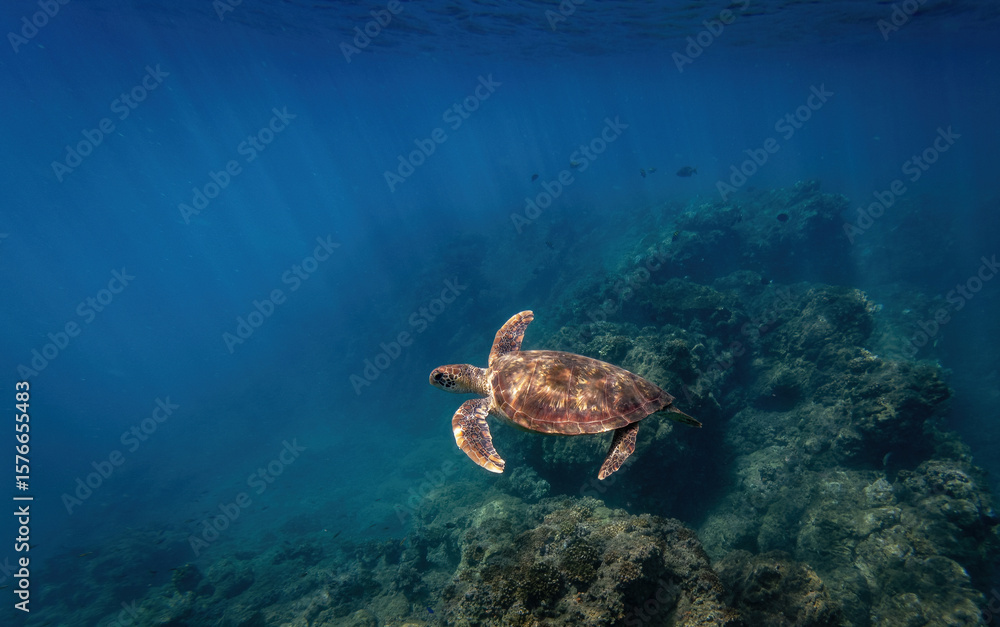 Fototapeta premium Sea turtle underwater on a coral reef