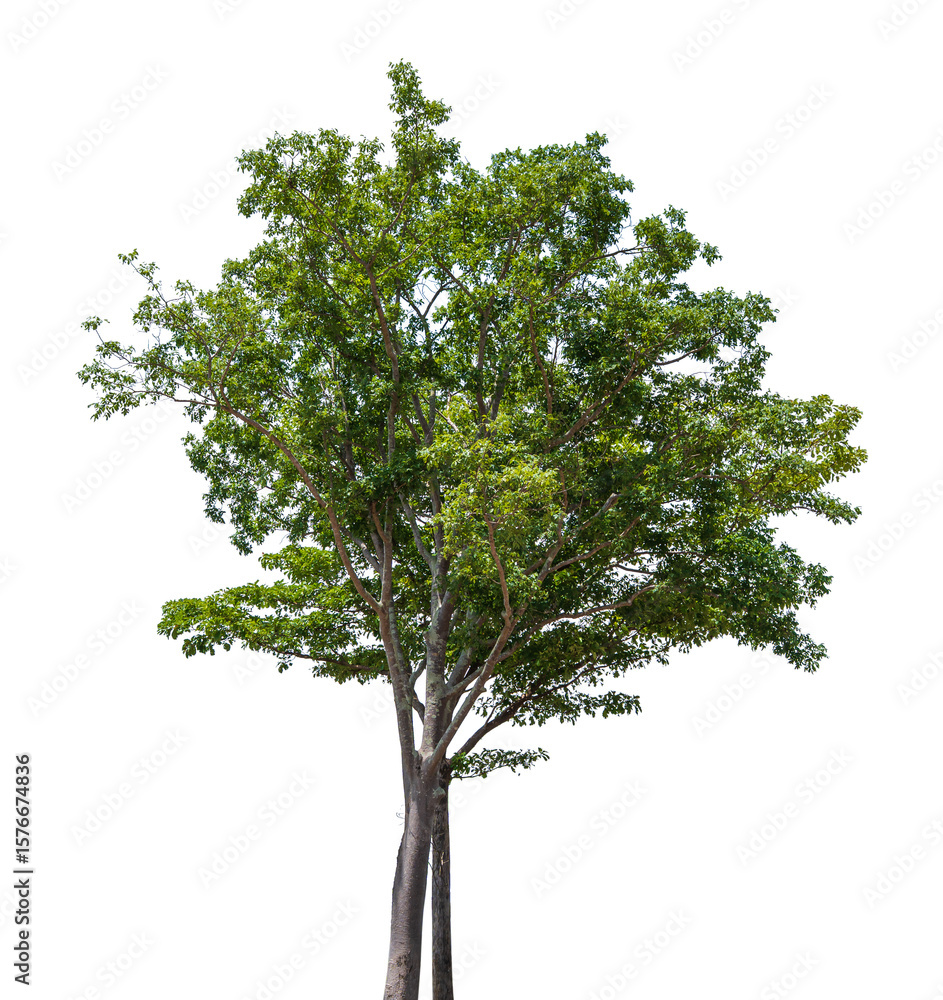Obraz premium Ttree plant isolated on transparent background, PNG Format