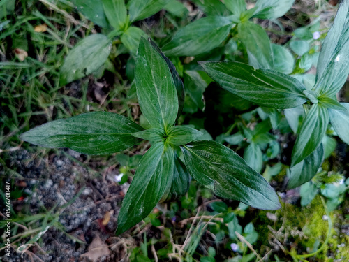 Wallpaper Mural Close-Up of Fresh Green Leaf with Natural Texture and Bright Color Organic Plant Foliage in Sunlight, Perfect for Background, Nature Concepts, and Eco-Friendly Designs Torontodigital.ca