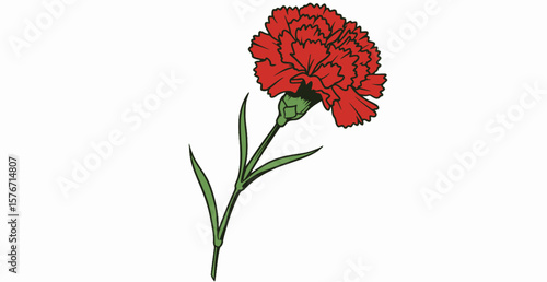 Red carnation flower with green stem and leaves, Vector illustration of a red carnation flower with ruffled petals, a green stem, and three leaves, featuring a bold and elegant design.