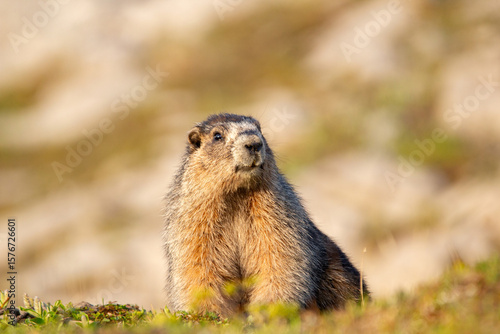 Close up of a cute and fluffy Hoary marmot enjoying the golden hour sunlight in the summer alpine meadow in mountains.