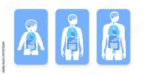 Internal organs in the male body
