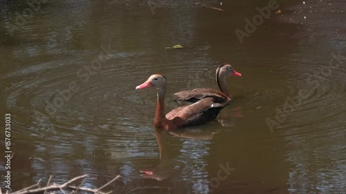 Black Bellied Whistling Ducks in Florida Wetland