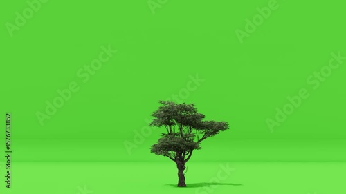 A lush green tree stands isolated on a vibrant green screen. Ideal for easy keying and compositing, usable for virtual environments, nature scenes, or architectural visualizations.