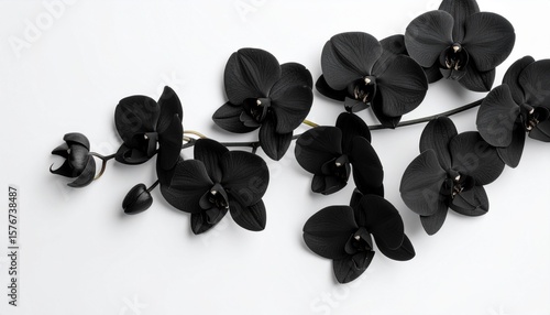 Elegant Black Orchid on White Background