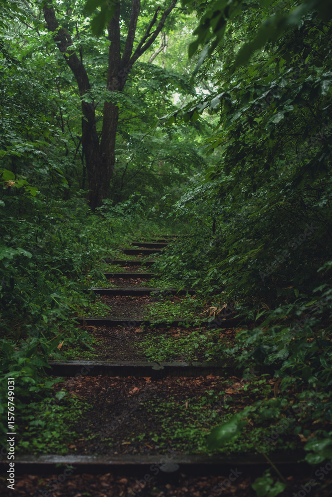 Obraz premium 自然の中にある階段