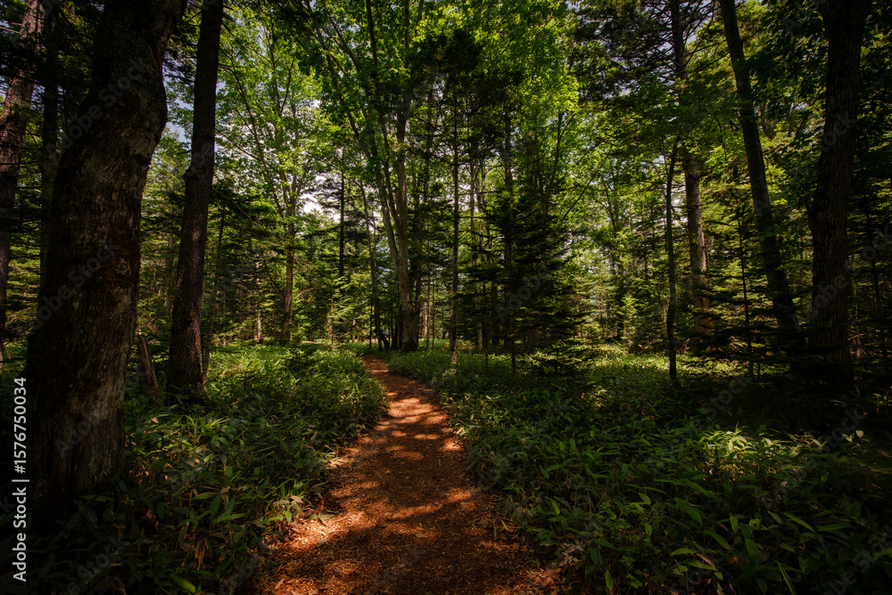 Fototapeta premium 森の中にあるトレイル