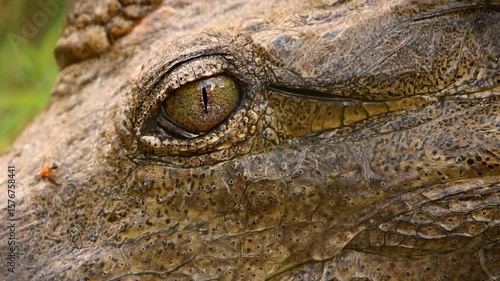 The freshwater crocodile, also known commonly as the Australian freshwater crocodile, is a species of crocodile native to the northern regions of Australia.