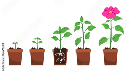Vector illustration showing the life cycle of a flowering plant, from seedling to full bloom in pots. Great for education, gardening, biology, or eco-friendly concepts.