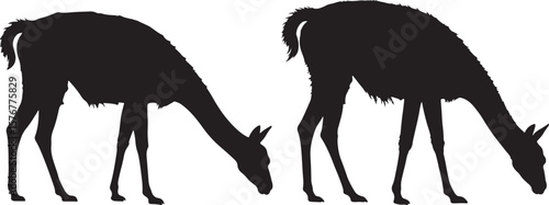 Guanaco animal silhouette in profile vector design