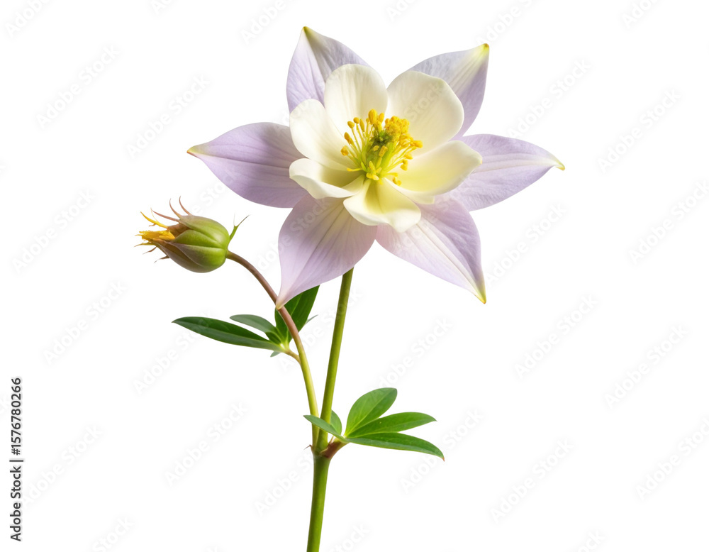 Fototapeta premium Minimalist Single Columbine Flower on Long Curved Stem, isolated on transparent background