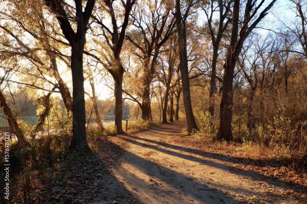 Fototapeta premium Golden-leaved trees casting long shadows across a peaceful walking trail in late afternoon light.