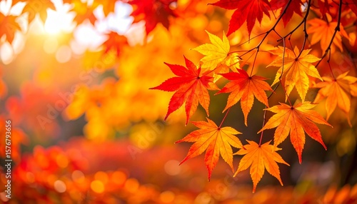Tapety artystyczne グラデーションが美しい日本の紅葉