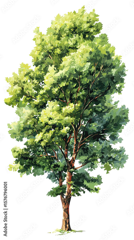 Fototapeta premium A vibrant green tree with a lush canopy.