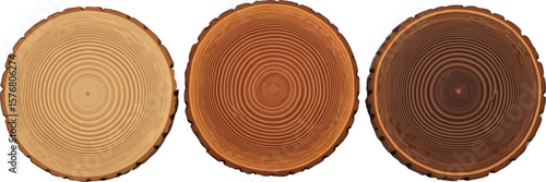Wood slice cross section rings tree stump texture background pattern woodgrain growth nature color variation
