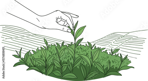 Tea picking illustration hand picking tea leaves in farm fresh tea harvest organic tea plantation concept