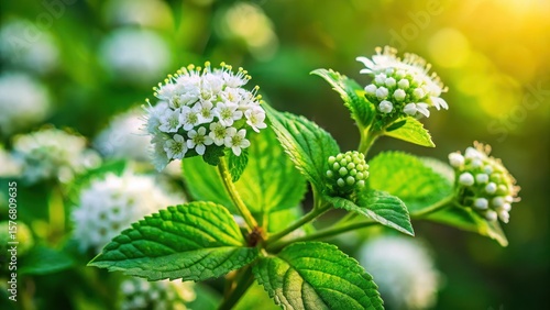 A delicate marshmallow plant blooms with vibrant green leaves and showy flowers in close-up detail