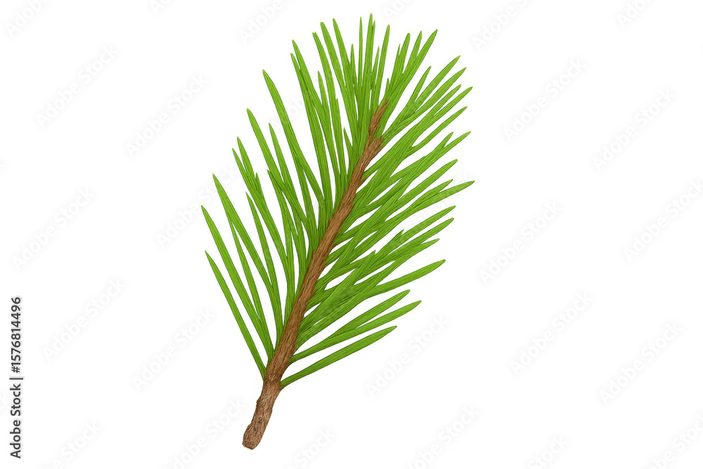Naklejka premium Pine branch displaying verdant needles, resting against transparent backdrop