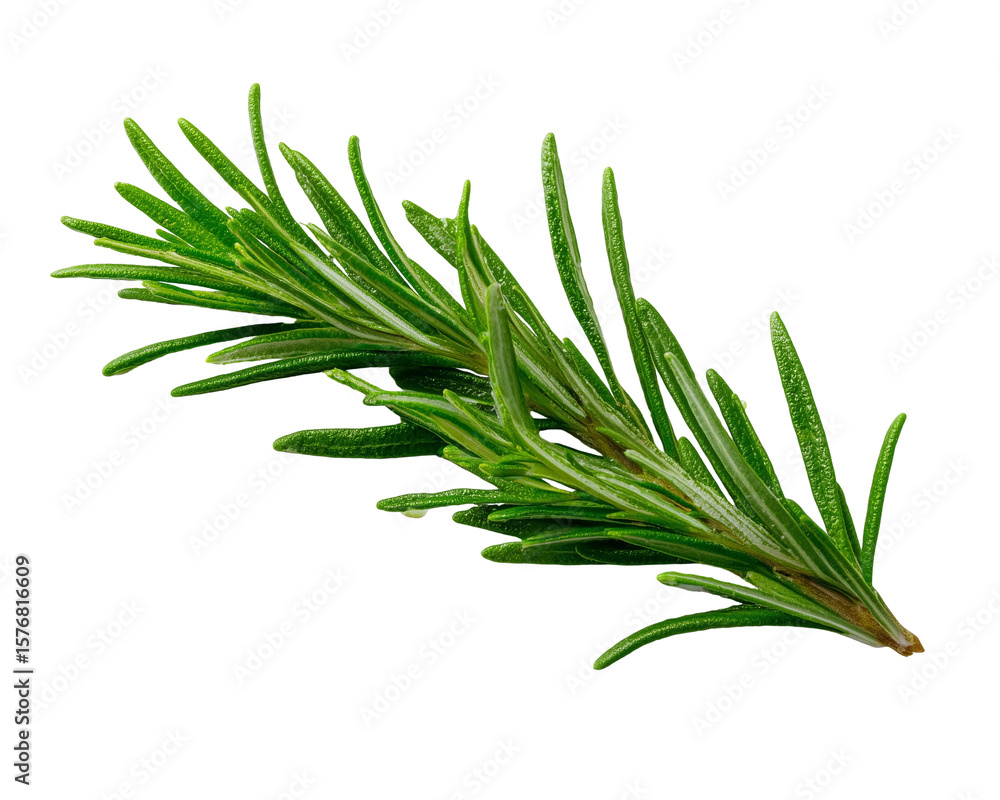 Fototapeta premium Fresh rosemary sprig with green leaves