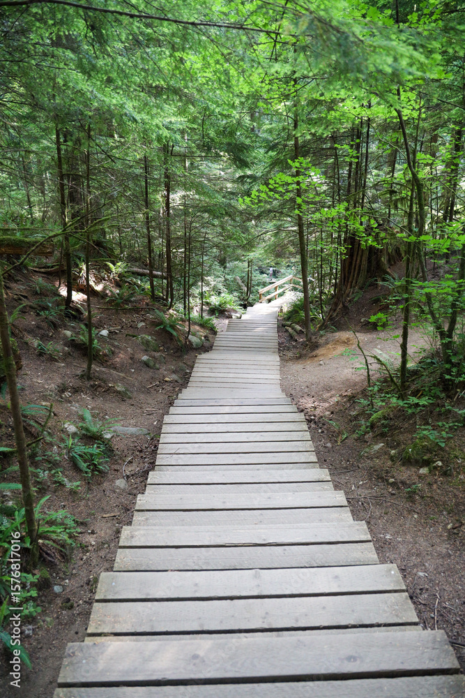 stairs and wood road in National Park stairs and wood road in National Park