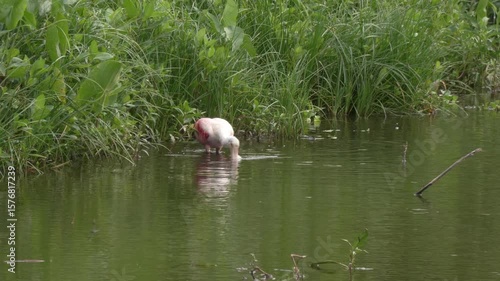 Roseate Spoonbill Bird Feeds in Florida Lake