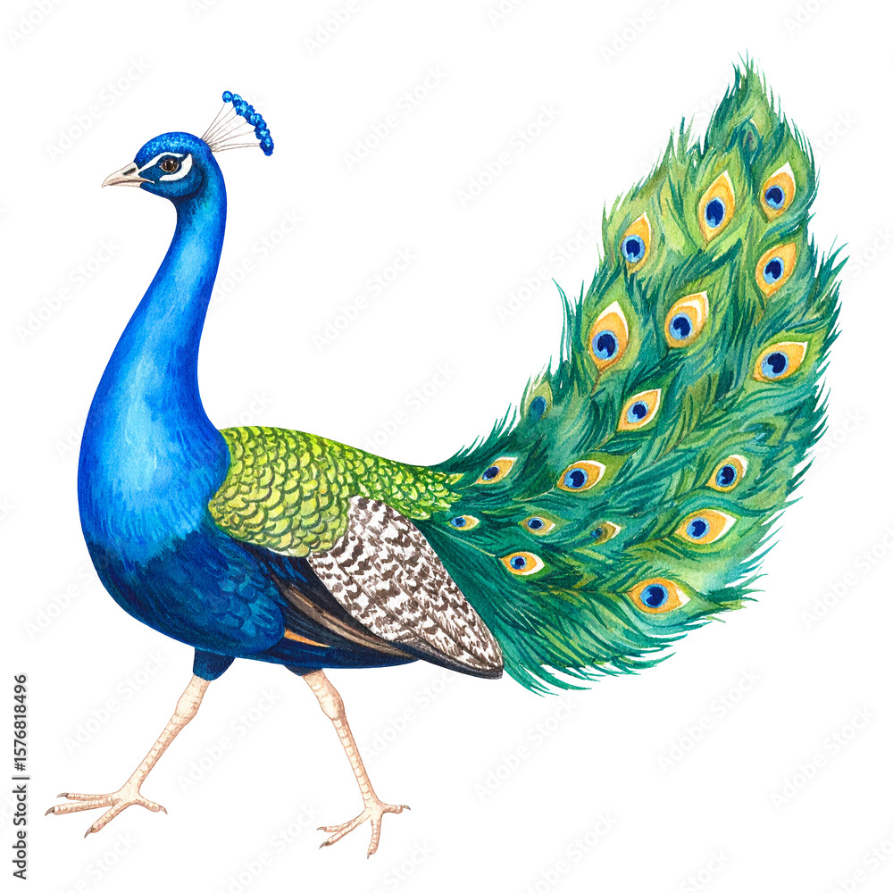 Fototapeta premium Majestic Peacock Portrait: A vibrant portrait of a peacock strutting proudly, its iridescent feathers and regal posture capture the essence of beauty and grace in the animal kingdom.