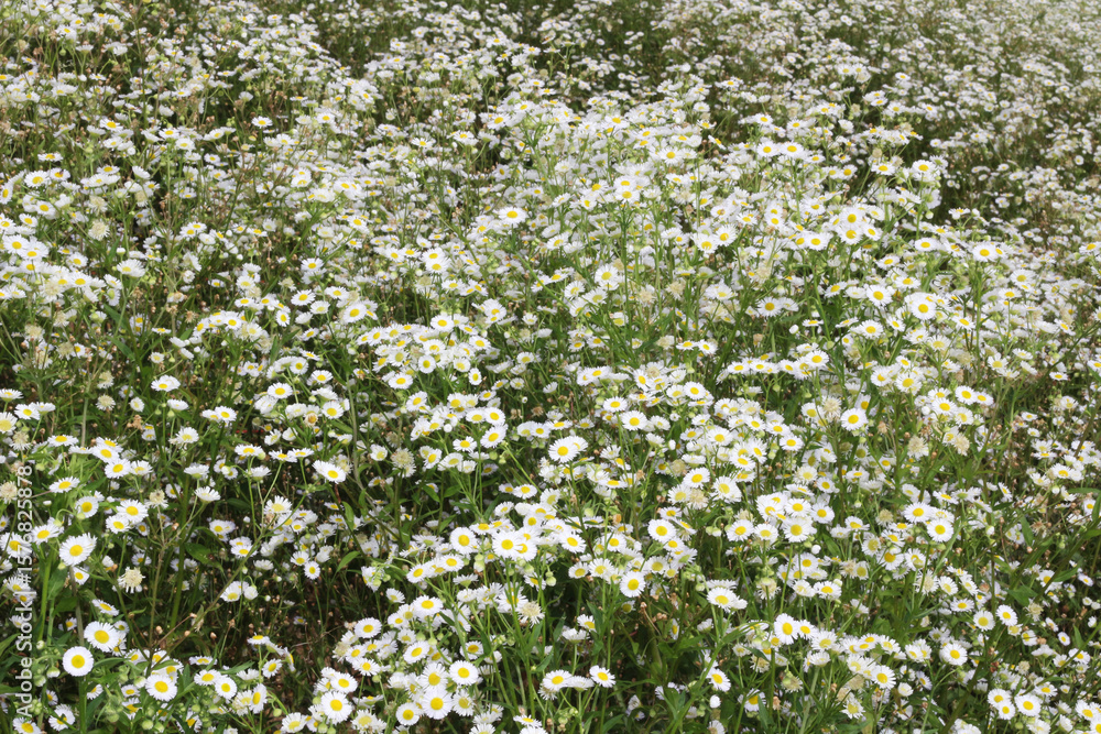 A field of small white daisies blooms profusely, with countless white and pale yellow flowers visible across the green grassy hillside in rural Thailand A field of small white daisies blooms profusely, with countless white and pale yellow flowers visible across the green grassy hillside in rural Thailand