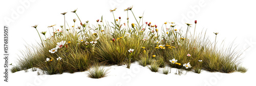 Isolated patch of wild grass with delicate flowers on a black background