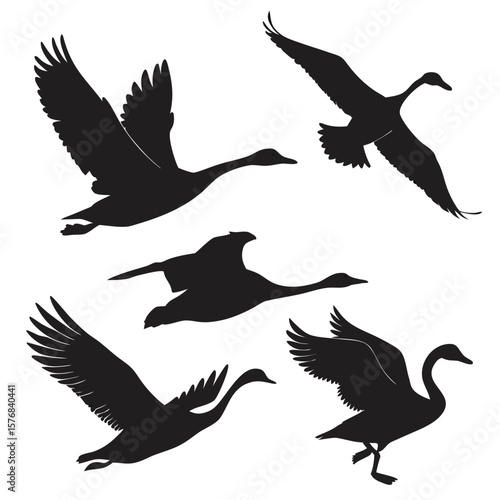 Schilderij op canvas Black silhouettes of five flying swans and ducks wings