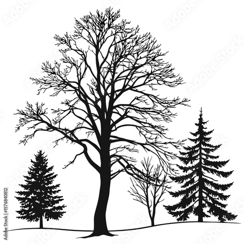 Black silhouettes of pine and deciduous trees in winter pine trees