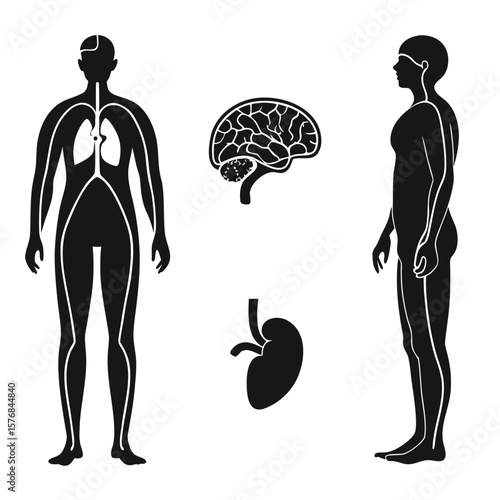 Human anatomy internal organs brain lungs kidney silhouettes vector