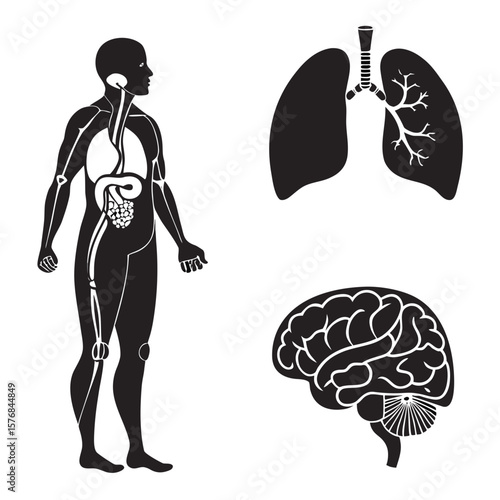 Human anatomy internal organs and skeletal system silhouettes lungs brain