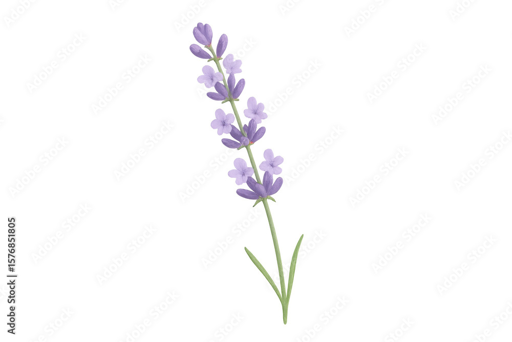 Lavender blossoms spreading delicate purple petals, showcasing natural beauty against clean white backdrop Lavender blossoms spreading delicate purple petals, showcasing natural beauty against clean white backdrop