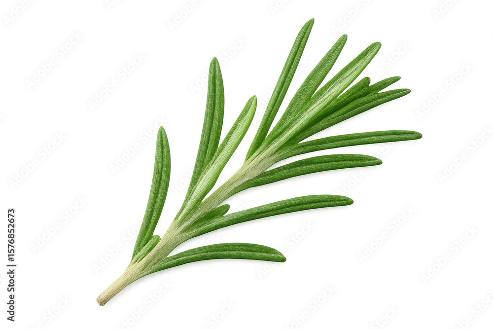 Fototapeta premium Vibrant green rosemary sprig showcasing delicate leaves, isolated on transparent background for culinary and design applications