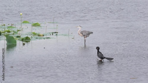 Great Blue Heron and Anhinga Birds in Florida Lake