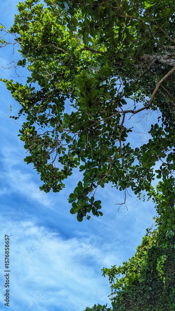 Fototapeta premium Lush green tree branches stretch across a bright blue sky with soft white clouds.