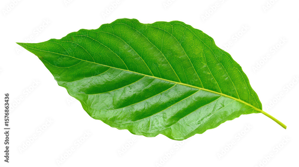 Obraz premium Fresh green leaf with vivid texture, detailed veins, white isolated background.