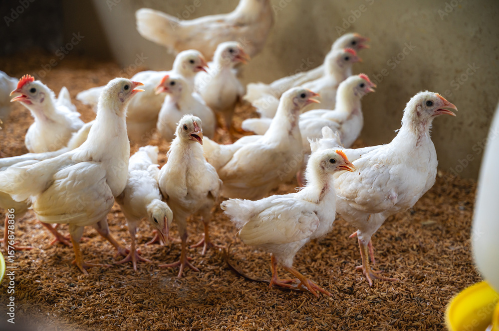 Fototapeta premium Young white chickens raising in rural farming