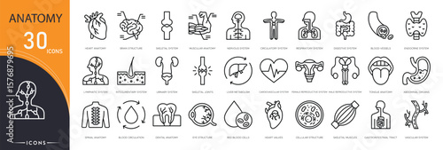 Anatomy related icon collections. Containing skeleton, organ, muscle, heart, brain, lungs, bones, nerves, spine, and body icons. Outline icons.