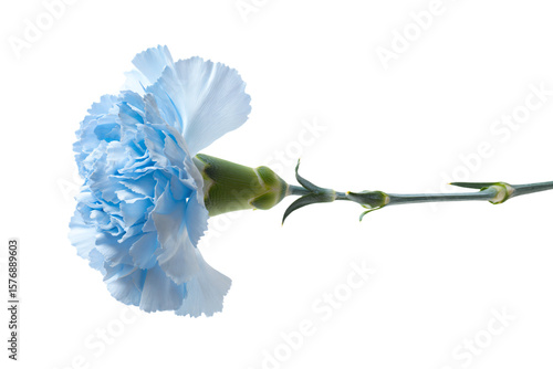 a single blue carnation flower on a stem