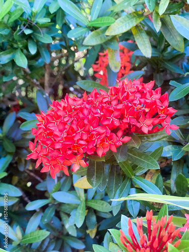 red flowers in the garden