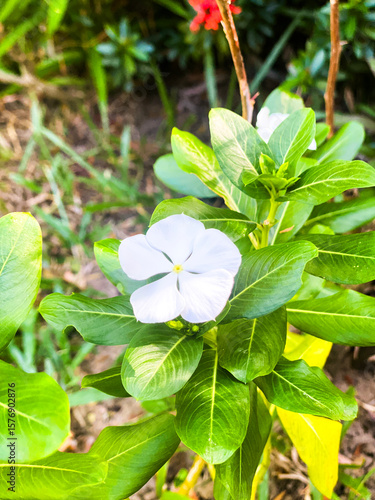 white flowers of a tree