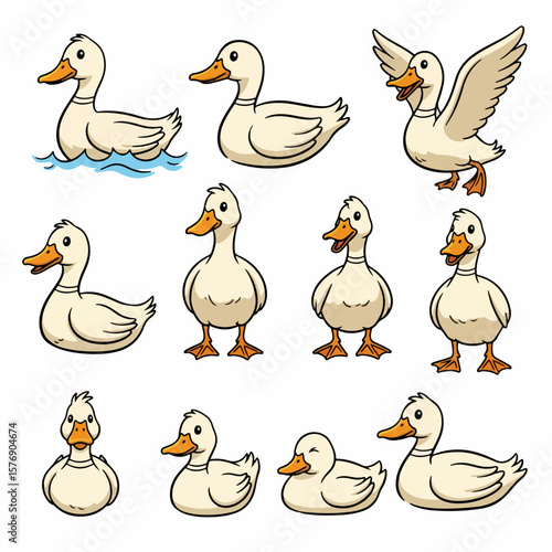 White ducks in various poses, swimming and flying