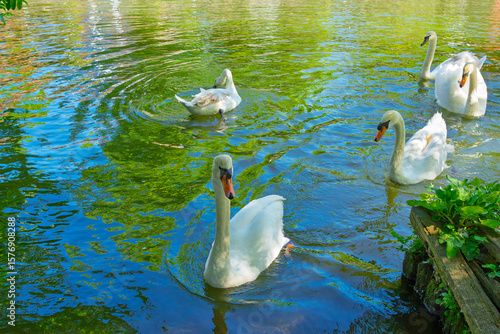 Fototapeta Naklejka Na Ścianę i Meble -  White swans gracefully swimming in the city pond, Norwich, UK. Beautiful mute swans with curved necks gliding through green reflective water
