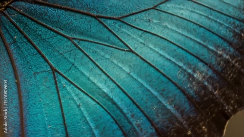 Butterfly wings turquoiseveined brilliance