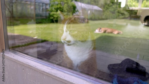 A house cat looks out through the patio door at a green lawn and a residential area. Domestic feline watch the outside world from a comfortable indoor position