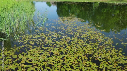 Green algae blooms cover the pond surface with surrounding reeds. Natural aquatic ecosystem showing environmental water conditions.
