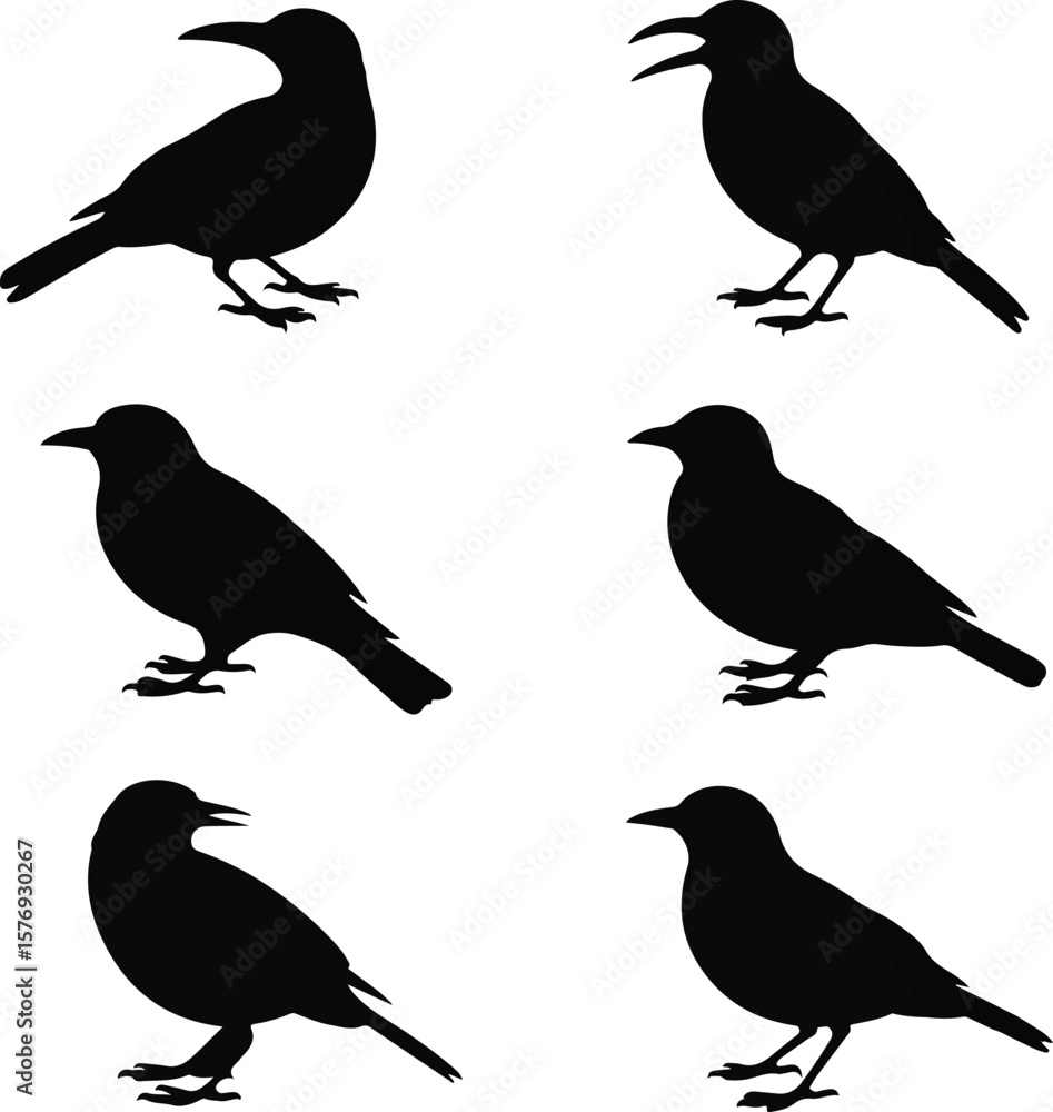 Fototapeta premium Six Bird Silhouettes Black and White Avian Illustrations