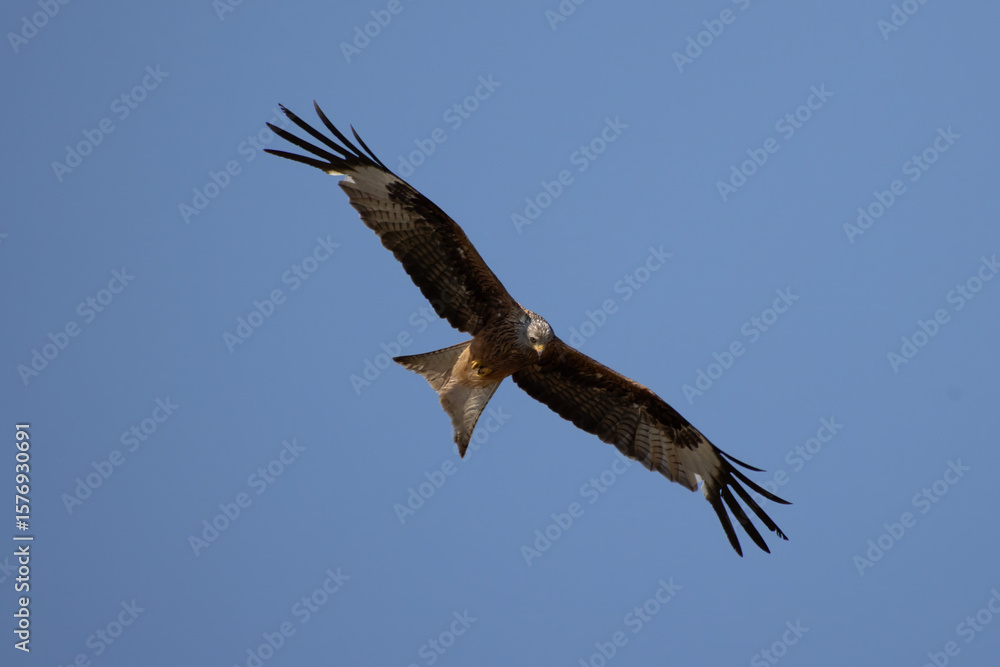 Fototapeta premium red kite soars in the blue sky